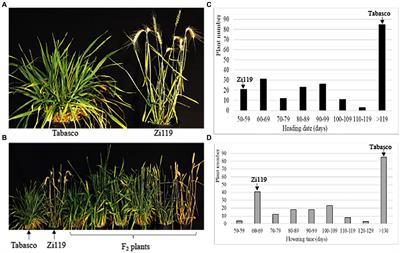 Rapid identification and deployment of major genes for flowering time and awn traits in common wheat